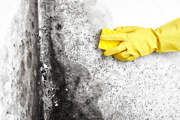 Best Attic Mold Removal  in Cameron, MO