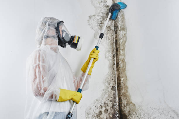 Best Certified Mold Removal  in Cameron, MO