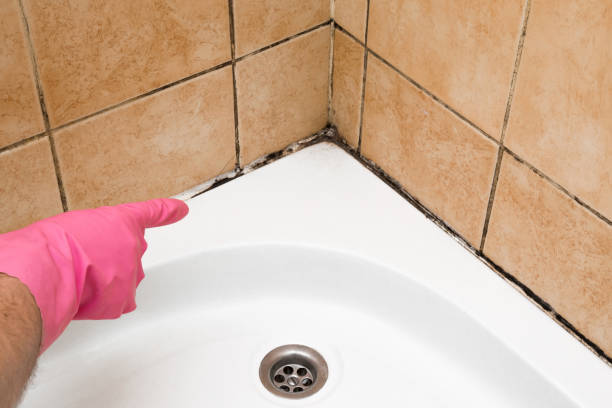 Best Black Mold Removal  in Cameron, MO